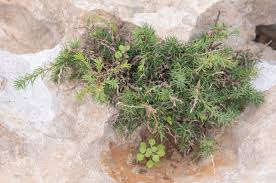 Image result for Lessertia falciformis