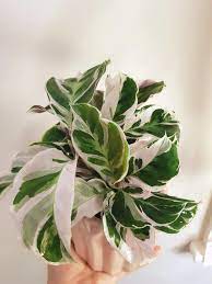 Calathea White Fusion Plants Calathea Plant Plant Goals