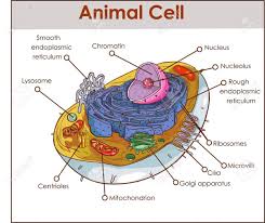 The modern cell theory, one of the fundamental generalizations of biology, holds that: The Cell Theory Structure Hubpages
