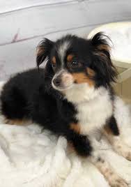 Aussiedoodle dogs are considered to be low barkers and are pretty much aussiedoodles puppies that have a coat in exotic coloring, such as blue merle phantom or red blonde bicolor or are mini in size will cost more than. Aussiedoodle Puppies Mini Aussiedoodle Teacup Aussiedoodle Puppies
