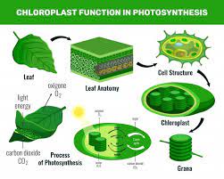 Alternative forms of photosynthesis are used by specific types of plants, called c4 and cam this process takes place inside specialized structures within the cells of green plants known as. Free Vector Chloroplast Converting Light Energy Into Sugar For Green Plant Cells Food Photosynthesis Infographic Elements Schema