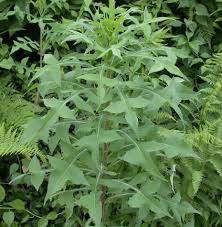 Image result for Lactuca glandulifera