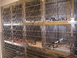 Our new cat adoption and rehabilitation programs help us place homeless cats, including those with special needs, in loving homes. Animal Shelters And The No Kill Movement Saving Earth Encyclopedia Britannica