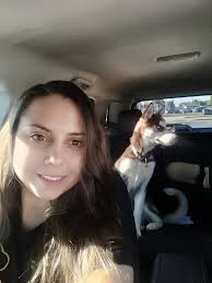 Found dog hit by car