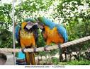 2 parrots talking to each other <?=substr(md5('https://encrypted-tbn0.gstatic.com/images?q=tbn:ANd9GcT60p10osIzQea-1LtlFYGuf6E3u1X9xnzaloVnDhEkQrSgMvQiBkZyZw'), 0, 7); ?>