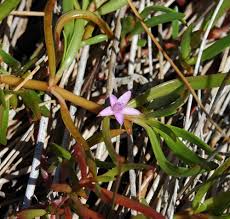 Image result for Sesuvium portulacastrum