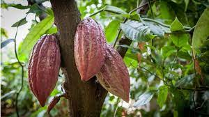 The plant opens its blossom in the evening, but its scent is most powerful in. Chocolate Origins Of Delicacy Pushed Back In Time Bbc News