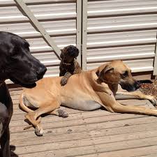 Maybe you would like to learn more about one of these? Smith Veterinary Hospital Inc Home Facebook