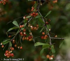 Image result for Gymnosporia maranguensis