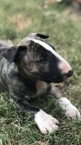Find puppies for sale ads in our dogs & puppies category. Pin On Dogs And Puppies