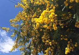 Image result for Acacia karroo