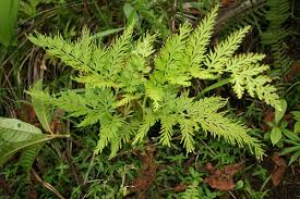 Image result for Selaginella chevalieri