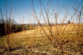 See our tips on how to plant, grow, harvest, and prune raspberries! Cane Management In Raspberries Blackberries Fruit Growers News