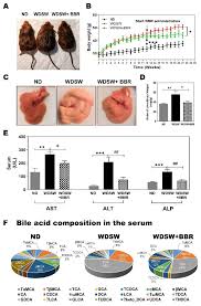 German bbw pawg samantha masturbating in black stockings. Cells Free Full Text Berberine Prevents Disease Progression Of Nonalcoholic Steatohepatitis Through Modulating Multiple Pathways Html