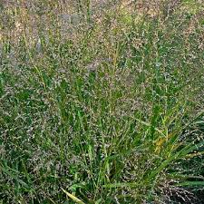 Image result for Aizoon virgatum