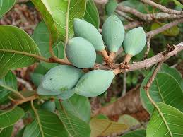 Image result for Pouteria adolfi-friederici