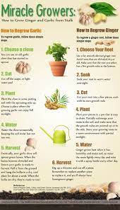 Miracle Growers How To Grow Ginger And Garlic From Stalk Growing Ginger Growing Vegetables Fall Garden Vegetables