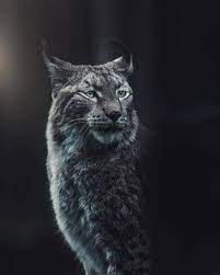 Beautiful Lynx Photo By Mixplor Natureonly Nature Brilliance Naturewalk Nature Animals Wild Wild Animals Photography Amazing Animal Pictures