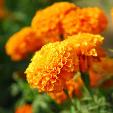 They are among several groups of plants known in english as marigolds. Tagetes Pflanzen Und Pflegen Mein Schoner Garten
