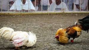 Gambar ayam philipina / ayam filipina: Bentuk Kaki Ayam Filipina Yang Sangat Mematikan Zeusbola