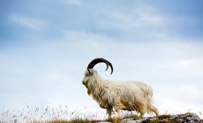 The soft down taken from a goat by using a rough brush and sorting by hand. Cashmere Why Is It So Soft Why Is It So Expensive