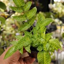 Image result for Coniogramme