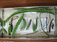 Image result for Orbea lugardii