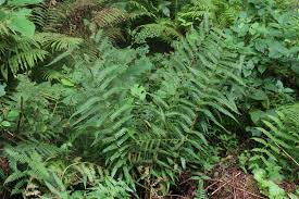 Image result for Dryopteris kilemensis