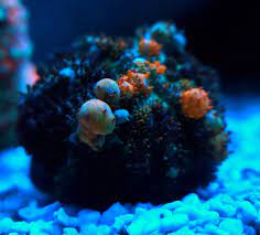 Powerball Bounce Mushroom The Aquarium Cove