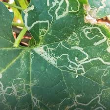 🥒 Leaf miners in Cucumber 🥒 ➡ Symptoms 🥒 Tunnel-like grey lines on the  upper leaf surfaces of the leaves. 🥒 Damaged leaves may drop early  (defoliation). 🥒 Defoliation can reduce yield