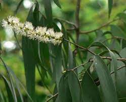 Tea Tree Medicinal Properties Medicinal Plants Tea Tree Plants