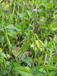 Image result for Vigna luteola