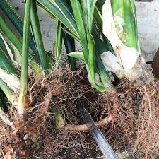 Extra soil may create pockets of moisture that can cause root rot to form. How To Divide Sansevieria Or Snake Plant Flower Patch Farmhouse