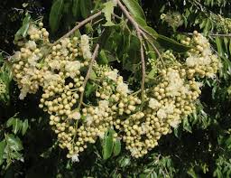 Image result for Maranthes