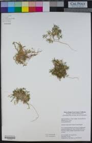 Image result for Sagina abyssinica