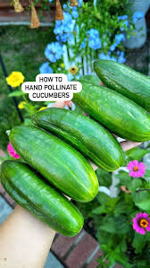 Image result for how to self pollinate cucumbers