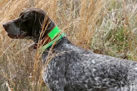 Bird dog labs is an akc breeder of merit as well as akc bred with h.e.a.r.t. A Sporting Dog Field Of Dreams National Bird Dog Museum And Field Trial Halls Of Fame American Kennel Club