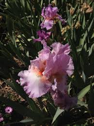 Bearded irises continue to enjoy their status as cherished heirloom plants in the home landscape. I Have Caught The Iris Virus Hanbury House