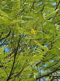 Image result for Schizolobium parahyba