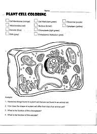 Unlike the eukaryotic cells of plants and fungi, animal cells do not have a cell wall. 43 Plant And Animal Cells Ideas Plant And Animal Cells Animal Cell Science Cells