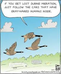 Why Do Birds Fly South For The Winter Joke We At Executive Cooling Want To Welcome Our Winter Residents Funny Cartoons Florida Funny Daily Funny