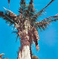 Palm Tree Britannica