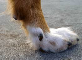 Remember to trim these as they are not worn down when the cat scratches and. Why Do Dogs Have Dewclaws Pethelpful By Fellow Animal Lovers And Experts