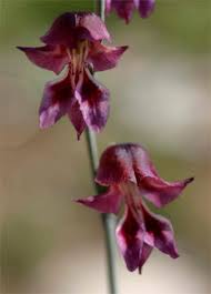 Image result for Gladiolus unguiculatus