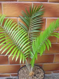 Image result for Encephalartos umbeluziensis