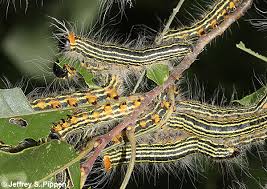 Black And White Striped Caterpillar With Orange Dots Moth Caterpillar Photos