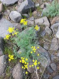 Check spelling or type a new query. The Bloom In Washington The Nature Conservancy In Washington
