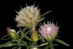 Image result for Dicoma galpinii