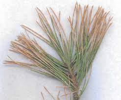 We did not find results for: Pine Needle Scale