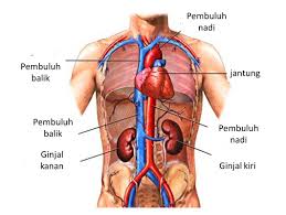 Check spelling or type a new query. Jadwal Kerja Organ Tubuh Manusia Halaman 1 Kompasiana Com